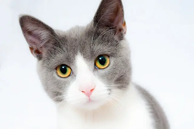 Fotos gatos tasa de gato Girona Infogirona 1